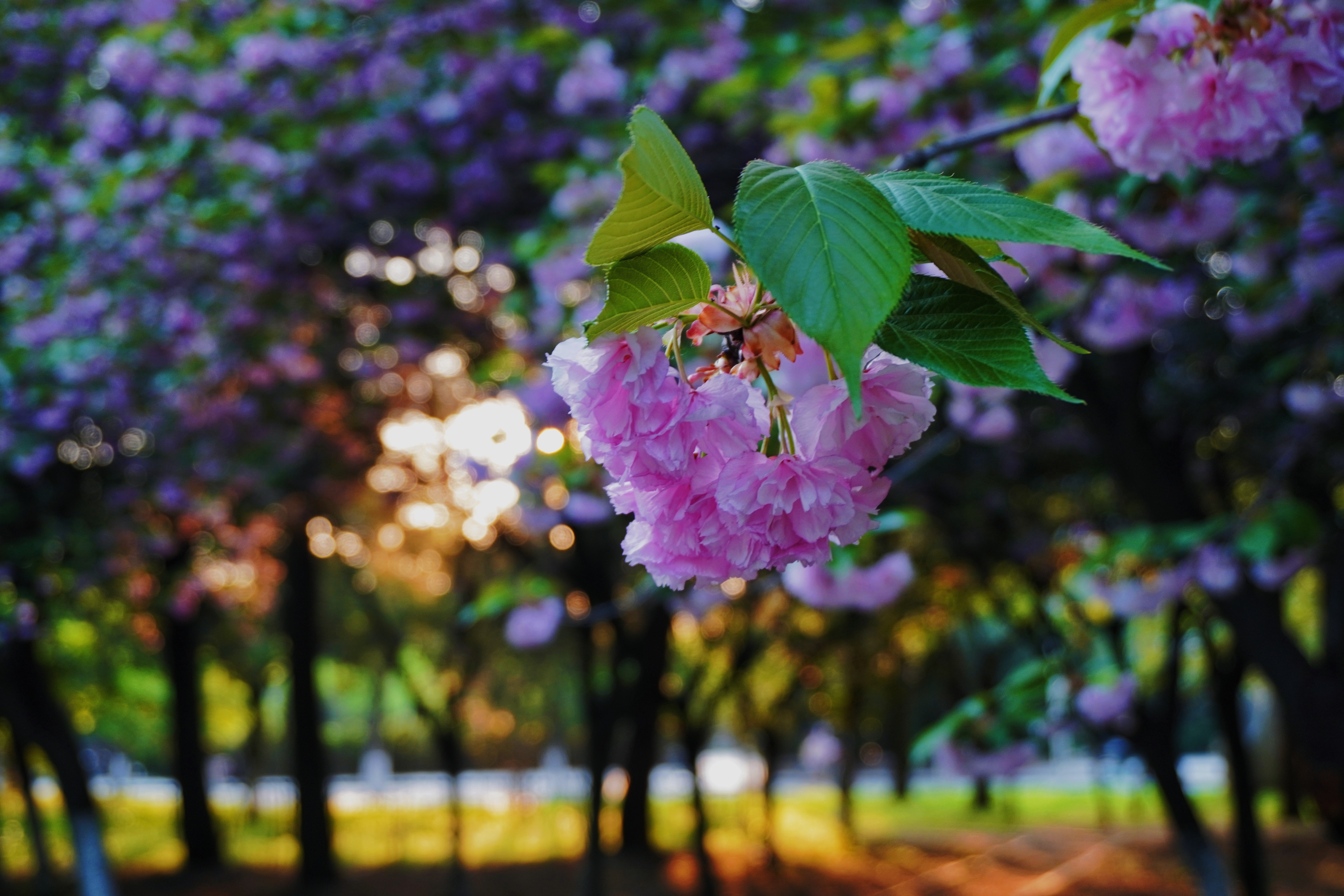 retouch_2024041019301178